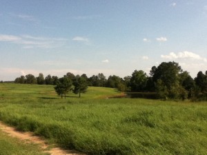 Field in late spring